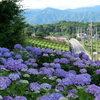 【池田町】『霞間ヶ渓花畑』のあじさい。