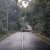道路の真ん中で巨大なゾウが熟睡、行く手を塞がれドライバーが困ってしまう