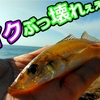 【エサ釣り】🐟数釣りハイシーズンに挑んだ結果・・・❗❓【釣行日2023/9/19(火)】