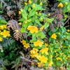 今日は終日曇り！気温早朝１５℃、日中は２１℃？風やや強し！