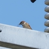 国頭村で探鳥(2）