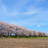 桜堤公園