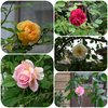 今日の庭の花