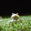 山梨県　夜間採集　番外編