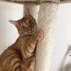 宙の爪研ぎ・・キャットタワー編
