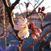 サクランボの花が開花