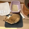 雨田甘夏、不衛生です。【猫と密着と縄張り事情】