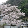 雨が降ると「花の命も短くて」