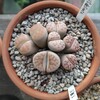 麗虹玉に蕾を発見！からの〜