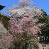 雨引観音の桜