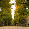 東京大学 本郷キャンパスの銀杏並木がもうすぐ見頃です
