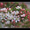 安曇野　次々と　【花　花　花】