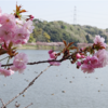 袖ケ浦公園　八重桜