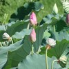 あけぼの山公園のハスの花