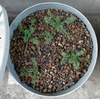 ジャーマンカモミールの定植：種まき79日目／2ヶ月と18日目