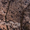桜見ました！