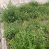 アカザを食べる