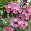 初夏の庭を彩る花たち（２）