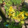 グランドカバーの定番『リシマキア（リッシー）』の成長と開花～ポット苗を２つに株分けして育てた結果は？
