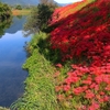 津屋川の彼岸花は満開！