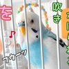 息を吹きかけられるセキセイインコ