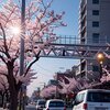 桜の復活は：新小金井街道の再生