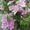 ３年目の「クレマチス」の花が満開！(^^)/