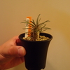 秋の「サボテン・多肉植物ビッグバザール」でパキポディウム・グラキリスを買ってみた。
