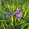 アヤメ，ハナショウブ，カキツバタの季節．世界中で愛されているアヤメ属の植物を大まかな系統樹と主な種を集めてみました．どれだけ見分けられるか？私は全く自信がありません．見分け方はネット上で沢山見るのですが---     花の形がユニークで，「アヤメ属だ」とすぐに分かるのですが，種の名前となると----