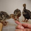 七面鳥の飼育　ひよこ生後2週間