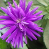 【植物の花の写真】アスター（ミステリー・レディー）；　キク科 Aster sp. ; Asteraceae 2018年10月27日（土）；鹿児島市自宅近所