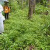 雨の中の植物観察会