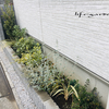 冬の花壇