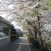 京都は鴨川の桜、鳥などなど。