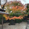 【京都】東福寺塔頭『光明院』に行ってきました。  京都紅葉 京都観光 そうだ京都行こう