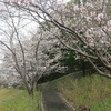 左京の森の桜２０２１年（３月下旬～４月初め）