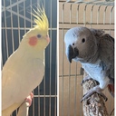 【こまち&りんの部屋】オカメインコとヨウムの日々