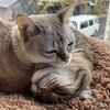 くり君とちょろ君がいっぱい2　ねこせい.com 　くりちょろ日和