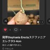 ステファニアエレクタの再生