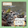 【秋ヶ瀬公園②】ピクニックの森にてマヒワなど 2/22