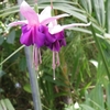 京都続き・・・府立植物園から木屋町へ。