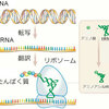 じじぃの「科学・芸術_916_遺伝子DNAのすべて・遺伝子の構造」