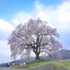 山梨観桜旅行（６）：韮崎・わに塚の一本桜。