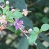 朝の散歩　クコの花も、実も見つからない