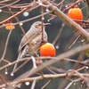 鳥たち