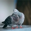 子どもをいじめからどう守るか。
