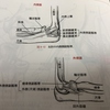 肘関節の構造