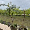 梅雨入りしました。