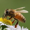 ミツバチは花の蜜を含んだ殺虫剤で捕獲されるのか