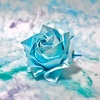 彩雲紙の「青いバラ」に込めた想い。Spoon連続ボイスドラマ「ハコブネ」／Blue rose with our wish -Hakobune-